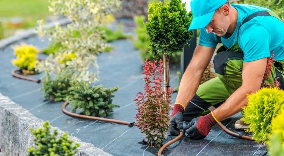 How to Save Water on Your Landscaping