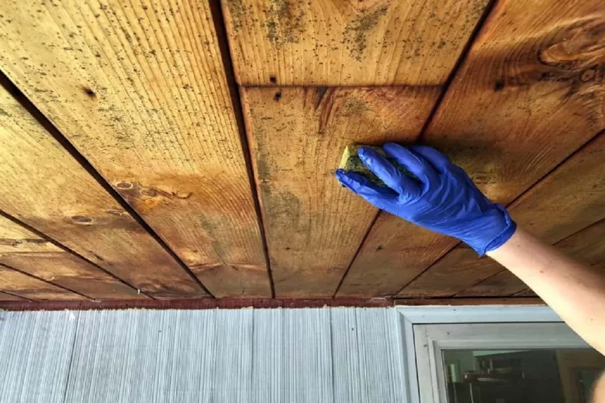6 Ways to Get Rid of Mould on Wooden Surfaces Home Renovations