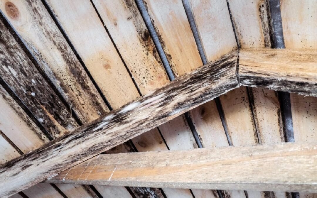 Mold in Wood: How to Get Rid of Mold in Wood